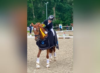 Duitse rijpony, Merrie, 10 Jaar, Vos