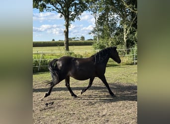Duitse rijpony Mix, Merrie, 11 Jaar, 112 cm, Donkerbruin