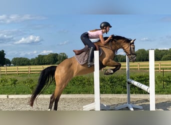 Duitse rijpony, Merrie, 11 Jaar, 140 cm, Falbe