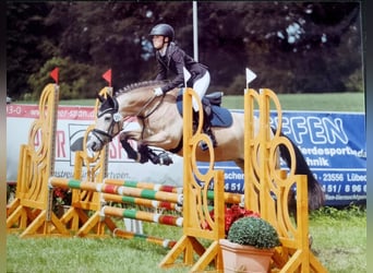 Duitse rijpony, Merrie, 11 Jaar, 140 cm, Falbe