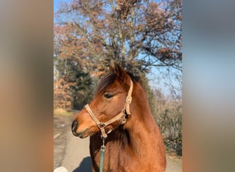 Duitse rijpony, Merrie, 11 Jaar, 141 cm, Bruin