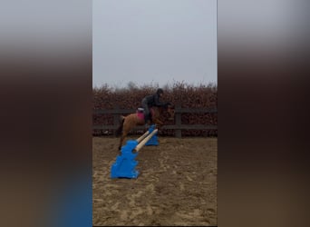 Duitse rijpony, Merrie, 11 Jaar, 141 cm, Red Dun