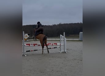 Duitse rijpony, Merrie, 11 Jaar, 141 cm, Red Dun