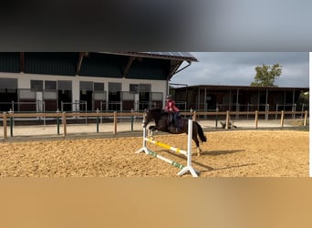 Duitse rijpony, Merrie, 11 Jaar, 143 cm, Palomino