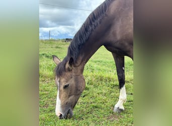 Duitse rijpony, Merrie, 11 Jaar, 143 cm, Palomino