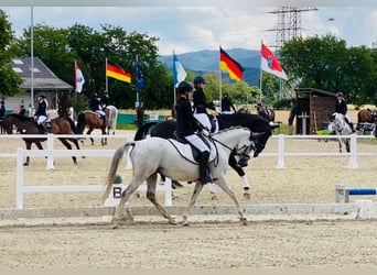 Duitse rijpony, Merrie, 11 Jaar, 143 cm, Schimmel