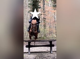 Duitse rijpony, Merrie, 11 Jaar, 143 cm, Vos