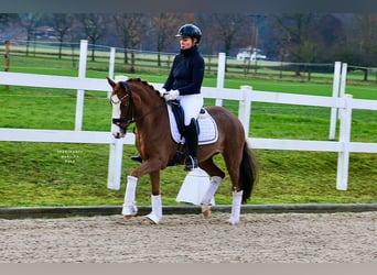 Duitse rijpony, Merrie, 11 Jaar, 144 cm, Vos