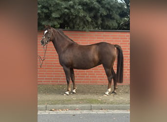 Duitse rijpony, Merrie, 11 Jaar, 145 cm, Donkere-vos