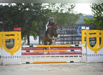 Duitse rijpony, Merrie, 11 Jaar, 145 cm, Overo-alle-kleuren