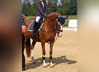 Duitse rijpony, Merrie, 11 Jaar, 145 cm, Vos