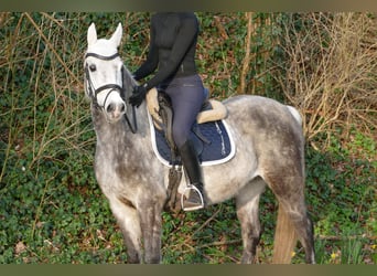 Duitse rijpony, Merrie, 11 Jaar, 146 cm, Appelschimmel
