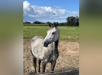 Duitse rijpony, Merrie, 11 Jaar, 146 cm, Appelschimmel
