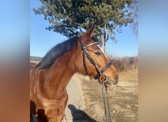 Duitse rijpony, Merrie, 11 Jaar, 146 cm, Bruin