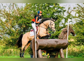 Duitse rijpony, Merrie, 11 Jaar, 146 cm, Buckskin