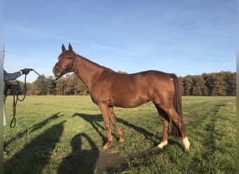 Duitse rijpony, Merrie, 11 Jaar, 146 cm, Vos