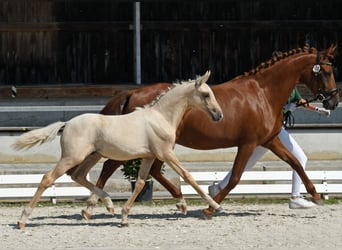 Duitse rijpony, Merrie, 11 Jaar, 146 cm, Vos