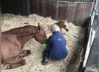 Duitse rijpony, Merrie, 11 Jaar, 146 cm, Vos