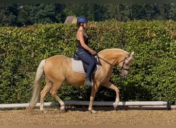 Duitse rijpony, Merrie, 11 Jaar, 147 cm, Palomino
