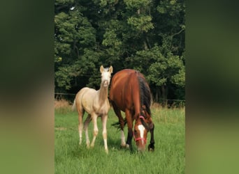 Duitse rijpony, Merrie, 11 Jaar, 148 cm, Bruin