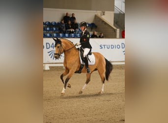 Duitse rijpony, Merrie, 11 Jaar, 148 cm, Buckskin