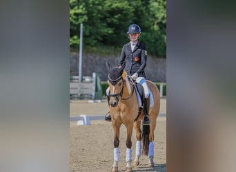 Duitse rijpony, Merrie, 11 Jaar, 148 cm, Buckskin