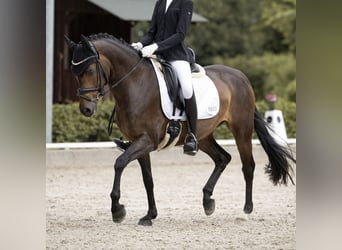 Duitse rijpony, Merrie, 11 Jaar, 148 cm, Donkerbruin