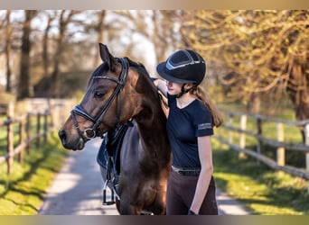 Duitse rijpony, Merrie, 11 Jaar, 148 cm, Donkerbruin