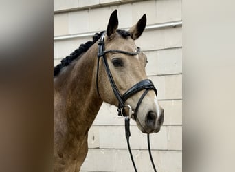 Duitse rijpony, Merrie, 11 Jaar, 148 cm, Falbe