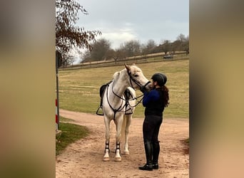 Duitse rijpony, Merrie, 11 Jaar, 148 cm, Schimmel