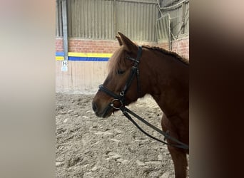 Duitse rijpony Mix, Merrie, 11 Jaar, 148 cm, Vos