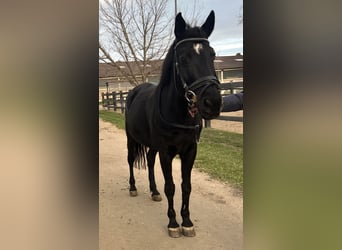 Duitse rijpony, Merrie, 11 Jaar, 148 cm, Zwart