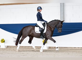 Duitse rijpony, Merrie, 11 Jaar, 148 cm, Zwartbruin