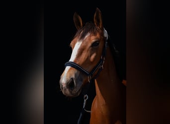Duitse rijpony, Merrie, 11 Jaar, 149 cm