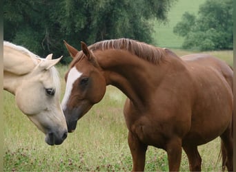 Duitse rijpony, Merrie, 11 Jaar, 152 cm, Vos