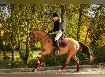 Duitse rijpony, Merrie, 11 Jaar, 153 cm, Vos