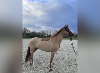 Duitse rijpony, Merrie, 11 Jaar, 155 cm, Vos