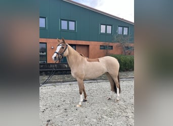 Duitse rijpony, Merrie, 11 Jaar, 155 cm, Vos