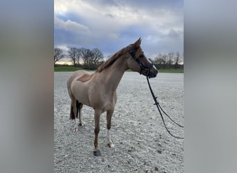 Duitse rijpony, Merrie, 11 Jaar, 155 cm, Vos