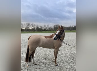 Duitse rijpony, Merrie, 11 Jaar, 155 cm, Vos