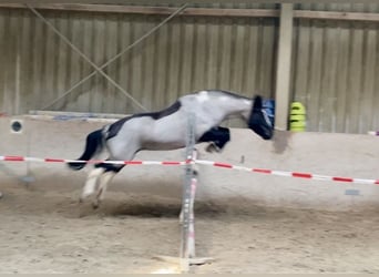 Duitse rijpony Mix, Merrie, 12 Jaar, 140 cm, Roan-Blue