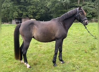 Duitse rijpony, Merrie, 12 Jaar, 141 cm, Zwartbruin