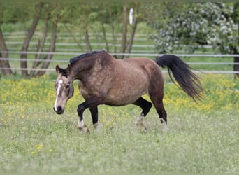Duitse rijpony, Merrie, 12 Jaar, 142 cm, Buckskin