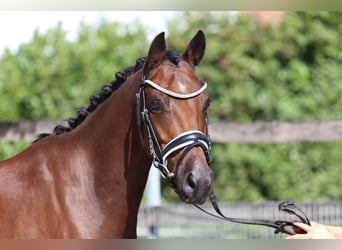 Duitse rijpony, Merrie, 12 Jaar, 143 cm, Bruin