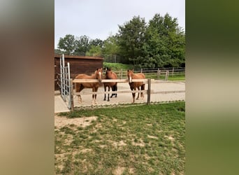 Duitse rijpony, Merrie, 12 Jaar, 143 cm, Bruin