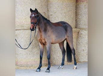 Duitse rijpony, Merrie, 12 Jaar, 143 cm, Bruin