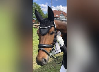 Duitse rijpony, Merrie, 12 Jaar, 143 cm, Bruin