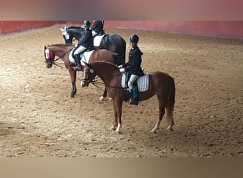 Duitse rijpony, Merrie, 12 Jaar, 143 cm, Vos