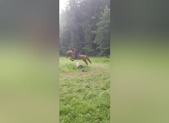 Duitse rijpony, Merrie, 12 Jaar, 143 cm, Vos
