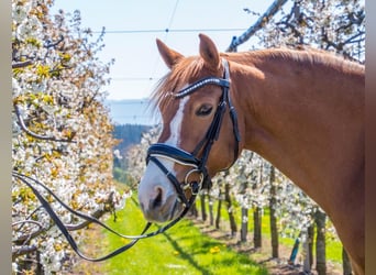 Duitse rijpony, Merrie, 12 Jaar, 143 cm, Vos